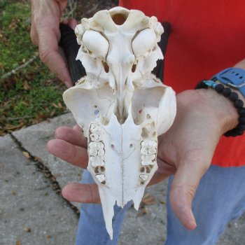 C-Grade 8" Mountain Reedbuck Skull with 7" Horns - $35