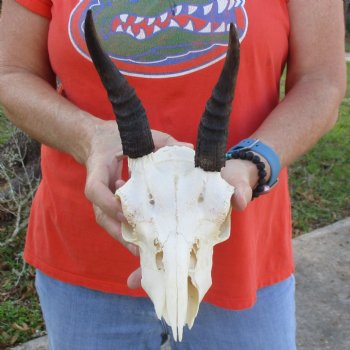 B-Grade 8" Mountain Reedbuck Skull with 5-1/2" Horns - $40