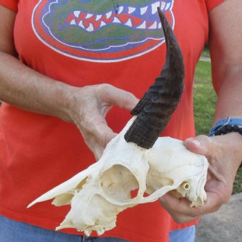 B-Grade 8" Mountain Reedbuck Skull with 5-1/2" Horns - $40