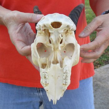 B-Grade 8" Mountain Reedbuck Skull with 5-1/2" Horns - $40