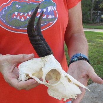 B-Grade 8" Mountain Reedbuck Skull with 5-1/2" Horns - $40