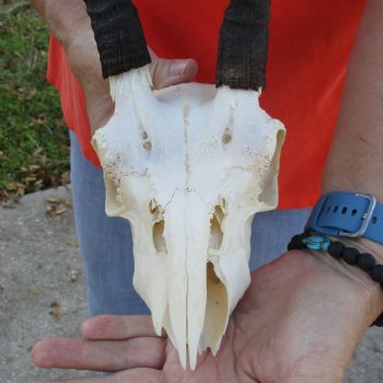 B-Grade 8" Mountain Reedbuck Skull with 5-1/2" Horns - $40