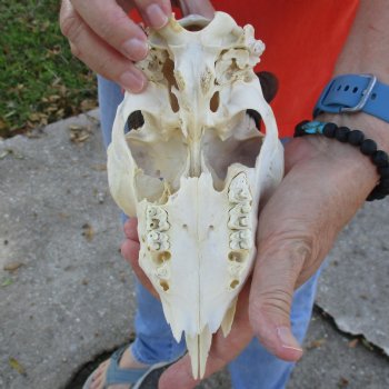 B-Grade 8" Mountain Reedbuck Skull with 5-1/2" Horns - $40