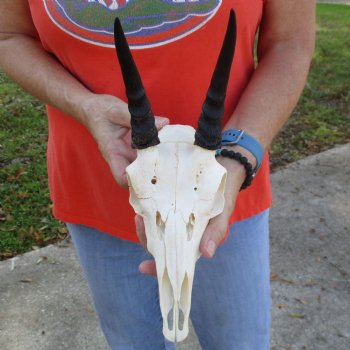 8" Mountain Reedbuck Skull with 5-1/2" Horns - $52