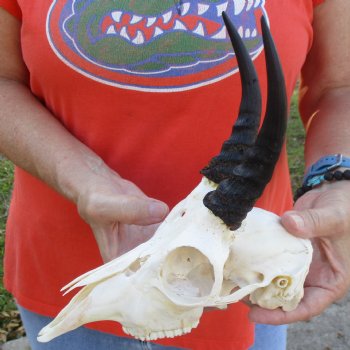 8" Mountain Reedbuck Skull with 5-1/2" Horns - $52