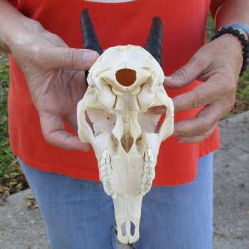 8" Mountain Reedbuck Skull with 5-1/2" Horns - $52