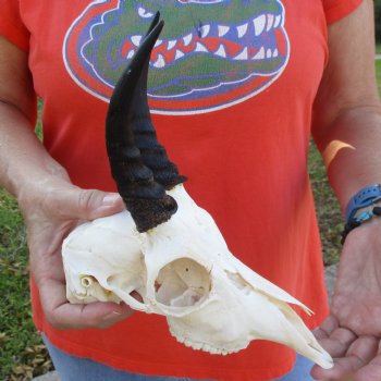 8" Mountain Reedbuck Skull with 5-1/2" Horns - $52