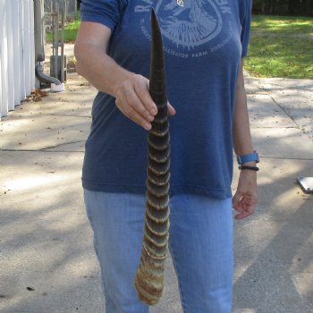 25" Waterbuck Horn - $30