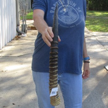 25" Waterbuck Horn - $30