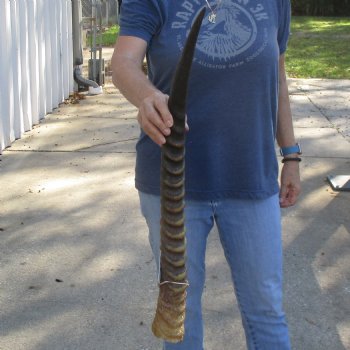 28" Waterbuck Horn - $30