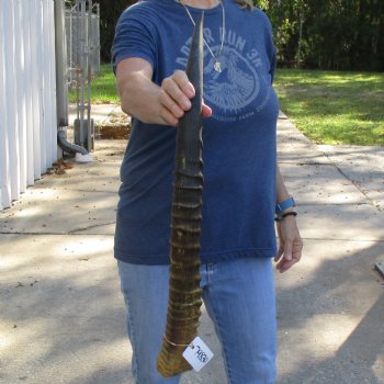 30" Waterbuck Horn - $30