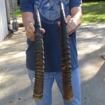 Matching Pair of 25" Waterbuck Horns - $60