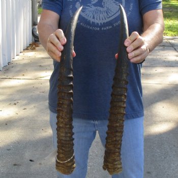 Matching Pair of 24" Waterbuck Horns - $60