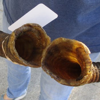 Matching Pair of 24" Waterbuck Horns - $60