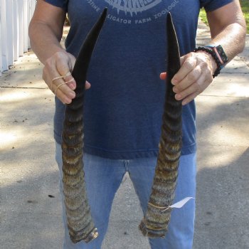 Matching Pair of 21" Waterbuck Horns - $55