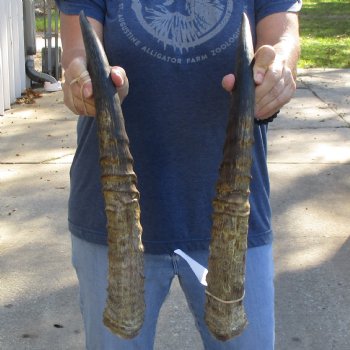 Matching Pair of 21" Waterbuck Horns - $55