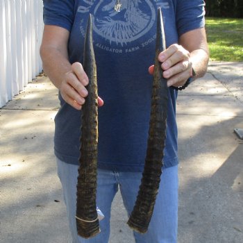 Matching Pair of 22" Waterbuck Horns - $55