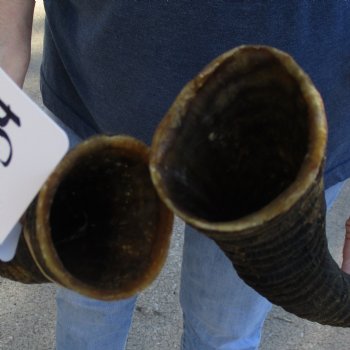 Matching Pair of 22" Waterbuck Horns - $55