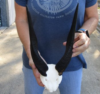 Authentic Bushbuck Skull Plate and Horns 11 inches - For Sale for $45