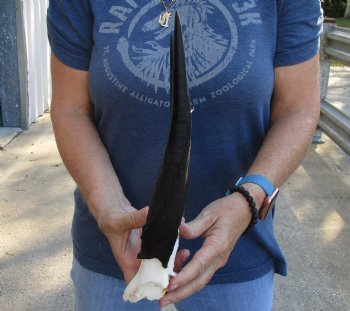 Authentic Bushbuck Skull Plate and Horns 11 inches - For Sale for $45