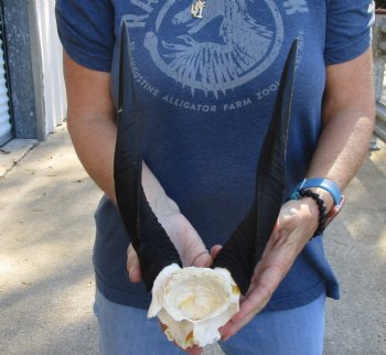 Authentic Bushbuck Skull Plate and Horns 11 inches - For Sale for $45