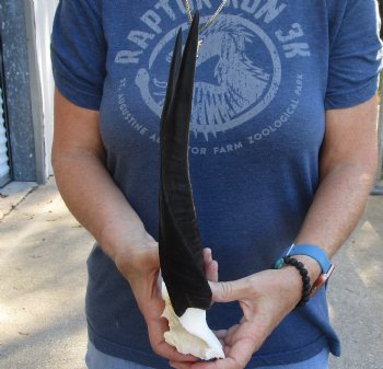 Authentic Bushbuck Skull Plate and Horns 11 inches - For Sale for $45