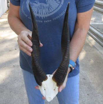 Buy this B-Grade Bushbuck Skull Plate and Horns 15 inches for sale $35