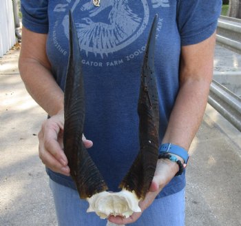 Buy this B-Grade Bushbuck Skull Plate and Horns 15 inches for sale $35