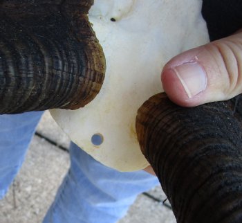 Buy this B-Grade Bushbuck Skull Plate and Horns 15 inches for sale $35