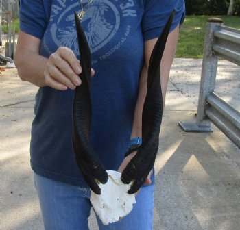 Buy this Bushbuck Skull Plate and Horns 17 inches for sale $50