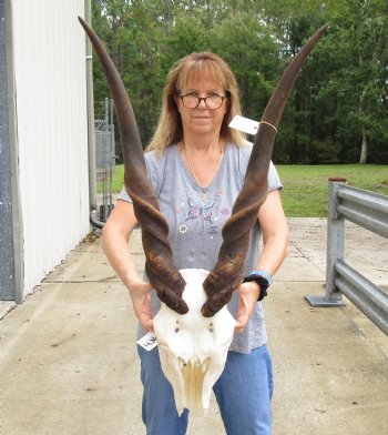 Buy this B-Grade African Male Eland skull with 36 inch horns - $145