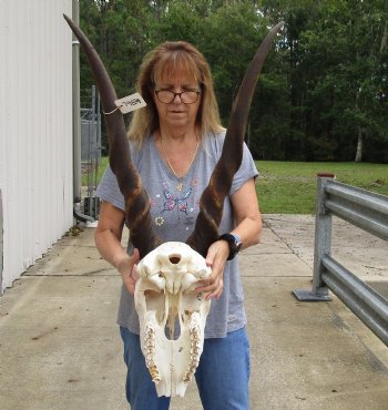 Buy this B-Grade African Male Eland skull with 36 inch horns - $145