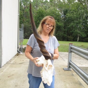 Buy this B-Grade African Male Eland skull with 36 inch horns - $145