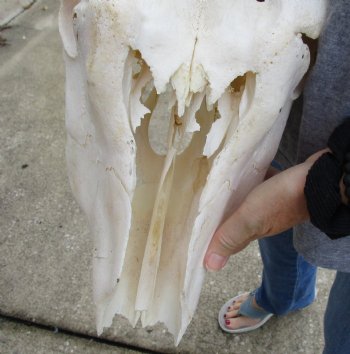 Buy this B-Grade African Male Eland skull with 36 inch horns - $145