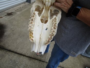 Buy this B-Grade African Male Eland skull with 36 inch horns - $145