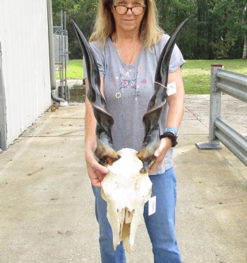 For Sale B-Grade African Male Eland skull with 31 inch POLISHED horns - $150