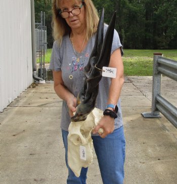 For Sale B-Grade African Male Eland skull with 31 inch POLISHED horns - $150