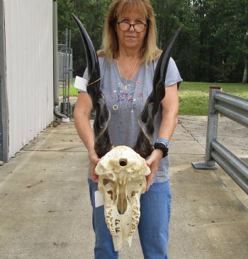 For Sale B-Grade African Male Eland skull with 31 inch POLISHED horns - $150