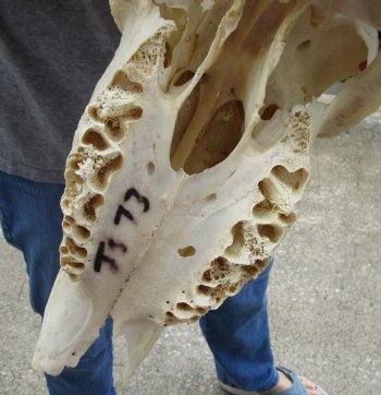 For Sale B-Grade African Male Eland skull with 31 inch POLISHED horns - $150