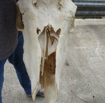 For Sale B-Grade African Male Eland skull with 31 inch POLISHED horns - $150