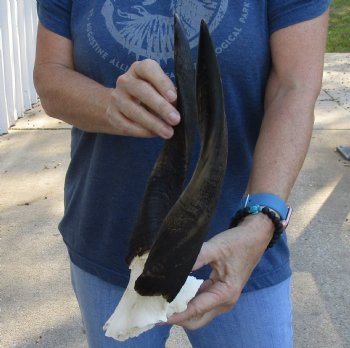 Buy this Bushbuck Skull Plate and Horns 12 inches for sale $45