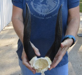 Buy this Bushbuck Skull Plate and Horns 12 inches for sale $45