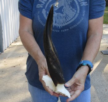 Buy this Bushbuck Skull Plate and Horns 12 inches for sale $45