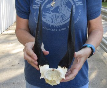 Bushbuck Skull Plate and Horns 10 inches - available for purchase $45