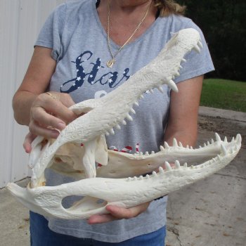 B-Grade 17" Florida Alligator Skull - $150