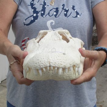 B-Grade 17" Florida Alligator Skull - $150