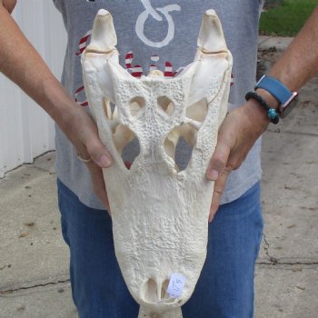 B-Grade 17" Florida Alligator Skull - $150