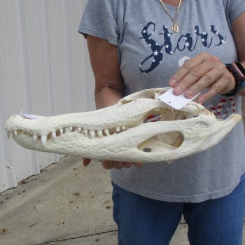 B-Grade 17" Florida Alligator Skull - $150