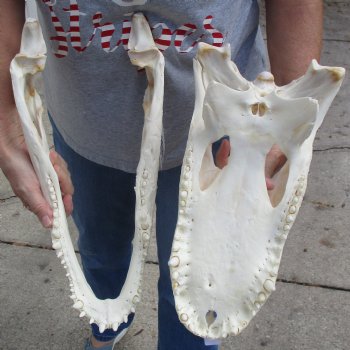 B-Grade 17" Florida Alligator Skull - $150