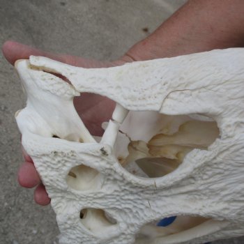 B-Grade 17" Florida Alligator Skull - $150